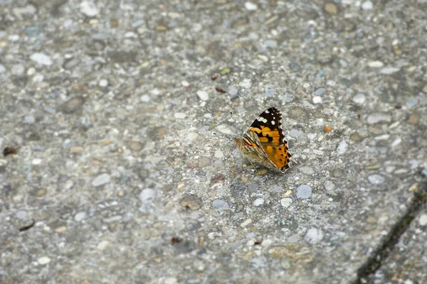 Painted Lady Vanessa Cardui Butterfly Partially Open Wings Sitting Stone — Stock Photo, Image