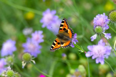 İsviçre 'nin Zürih kentinde mor bir çiçeğin üzerinde oturan küçük kaplumbağa kabuğu kelebeği (Aglais urticae)