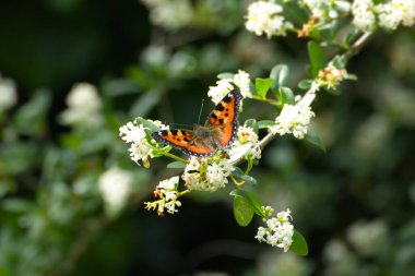 Küçük kaplumbağa kabuğu kelebeği (Aglais urticae) İsviçre 'nin Zürih şehrinde beyaz bir çiçeğin üzerinde açık kanatları vardır.