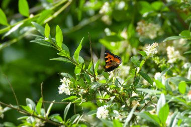 Küçük kaplumbağa kabuğu kelebeği (Aglais urticae) İsviçre 'nin Zürih şehrinde beyaz bir çiçeğin üzerinde kısmen açık kanatları vardır.
