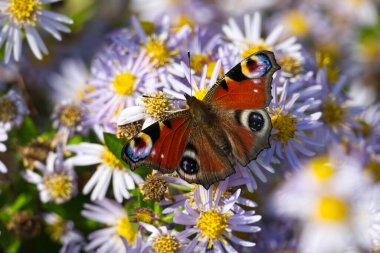 Avrupa tavus kuşu kelebeği (Aglais io) İsviçre 'nin Zürih kentinde İspanyol Daisy üzerinde oturuyor