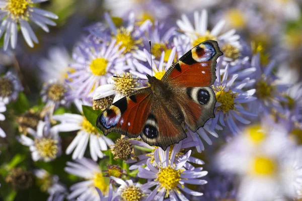 Avrupa tavus kuşu kelebeği (Aglais io) İsviçre 'nin Zürih kentinde İspanyol Daisy üzerinde oturuyor