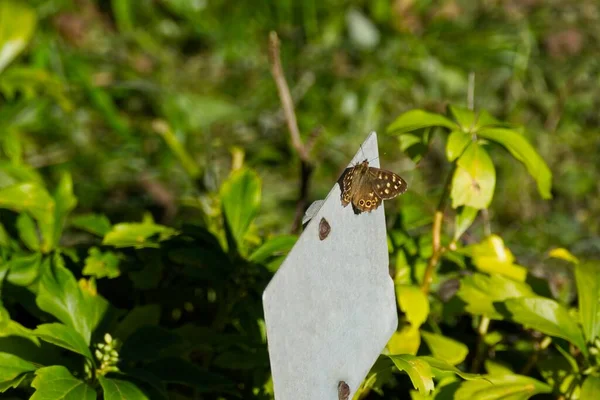 Пёстрая Деревянная Бабочка Pararge Aegeria Открытыми Крыльями Металлическом Знаке Цюрихе — стоковое фото