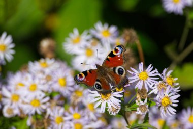 Avrupa tavus kuşu kelebeği (Aglais io) İsviçre 'nin Zürih kentinde İspanyol Daisy üzerinde oturuyor