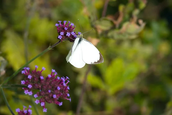 Большая Белая Бабочка Pieris Brassicae Сидит Фиолетовом Цветке Цюрихе Швейцария — стоковое фото