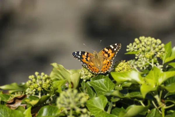 Senhora Pintada Vanessa Cardui Borboleta Empoleirada Sebe Hera Hélice Hedera — Fotografia de Stock