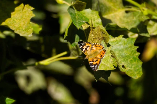 Senhora Pintada Vanessa Cardui Borboleta Com Asas Abertas Empoleirada Folha — Fotografia de Stock