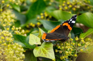 İsviçre 'nin Zürih kentindeki çalılıklara (hedera sarmal) konmuş açık kanatlı Kızıl Amiral Kelebeği (Vanessa Atalanta)