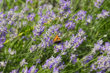 İsviçre 'nin Zürih kentindeki lavanta bitkisine tünemiş küçük kaplumbağa kabuğu kelebeği (Aglais urticae)