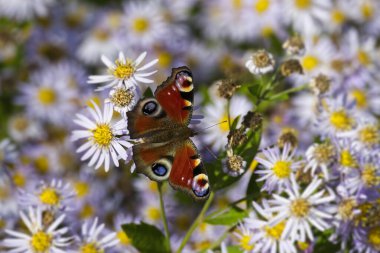 Avrupa tavus kuşu kelebeği (Aglais io) İsviçre 'nin Zürih kentinde İspanyol Daisy üzerinde oturuyor