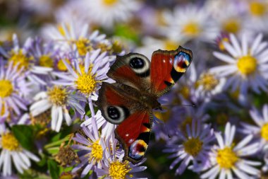Avrupa tavus kuşu kelebeği (Aglais io) İsviçre 'nin Zürih kentinde İspanyol Daisy üzerinde oturuyor