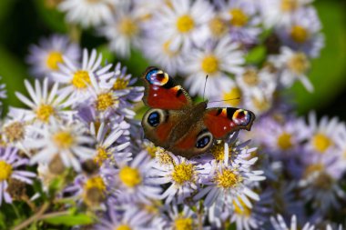 Avrupa tavus kuşu kelebeği (Aglais io) İsviçre 'nin Zürih kentinde İspanyol Daisy üzerinde oturuyor