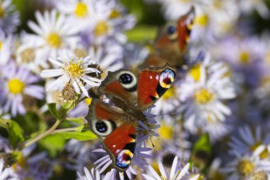 Avrupa tavus kuşu kelebeği (Aglais io) İsviçre 'nin Zürih kentinde İspanyol Daisy üzerinde oturuyor
