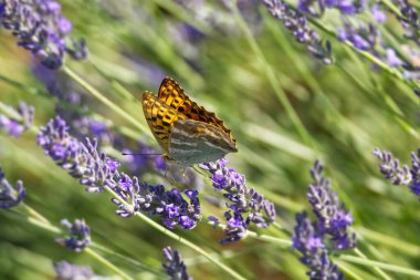 İsviçre 'nin Zürih kentindeki lavantanın üzerinde gümüş renginde yıkanmış Fritiller Kelebeği (Argynnis paphia) oturmaktadır.