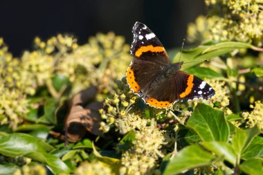 İsviçre 'nin Zürih kentindeki çalılıklara (hedera sarmal) konmuş açık kanatlı Kızıl Amiral Kelebeği (Vanessa Atalanta)