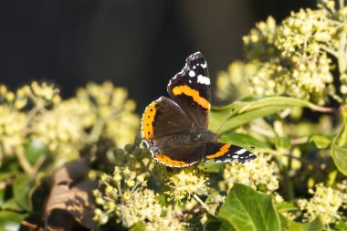 İsviçre 'nin Zürih kentindeki çalılıklara (hedera sarmal) konmuş açık kanatlı Kızıl Amiral Kelebeği (Vanessa Atalanta)