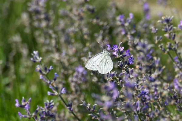 Papillon Blanc Nervures Vertes Pieris Napi Perché Sur Lavande Zurich — Photo