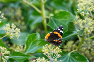 İsviçre 'nin Zürih kentindeki çalılıklara (hedera sarmal) konmuş açık kanatlı Kızıl Amiral Kelebeği (Vanessa Atalanta)