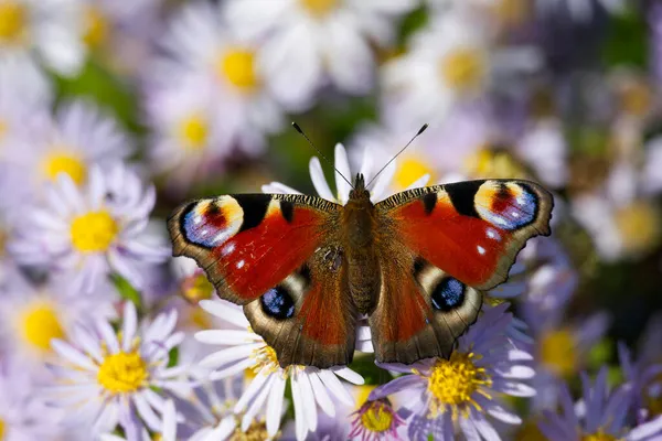 Mariposa Europea Del Pavo Real Aglais Sentada Margarita Española Zurich — Foto de Stock