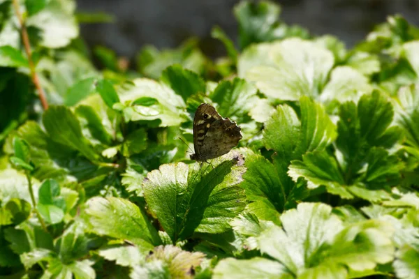 スイスのチューリッヒにある緑の葉の上にスペックルウッド蝶 Parge Aegeria — ストック写真