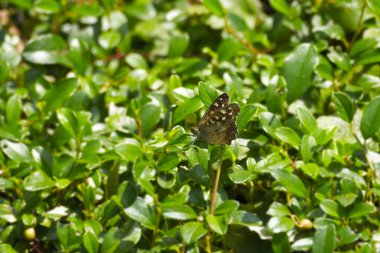 Benekli Kelebek (Pararge aegeria) İsviçre 'nin Zürih kentinde yeşil yaprağa tünemiştir.