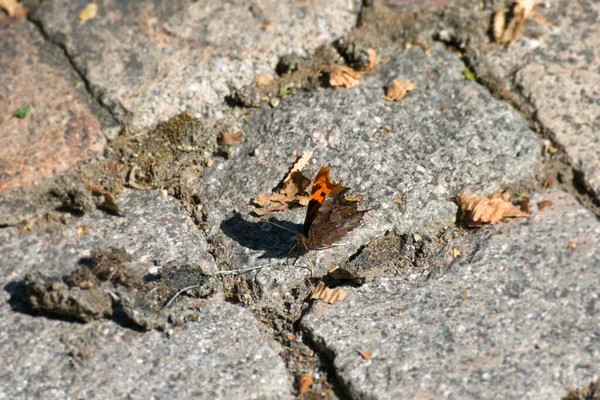 スイスのチューリッヒの石の道に座っているコンマ蝶 Polygonia Album — ストック写真