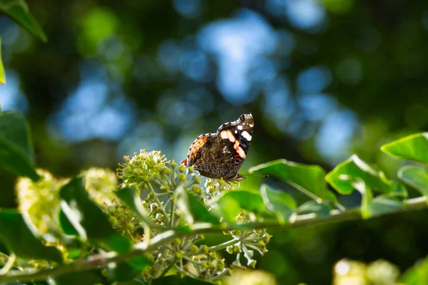 Papillon Amiral Rouge Vanessa Atalanta Perché Sur Une Haie Lierre — Photo