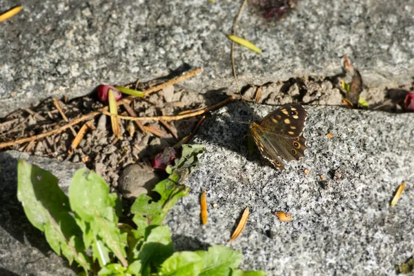 Speckled Wood Butterfly Pararge Aegeria Sitting Stone Path Zurich Switzerland — Stock Photo, Image