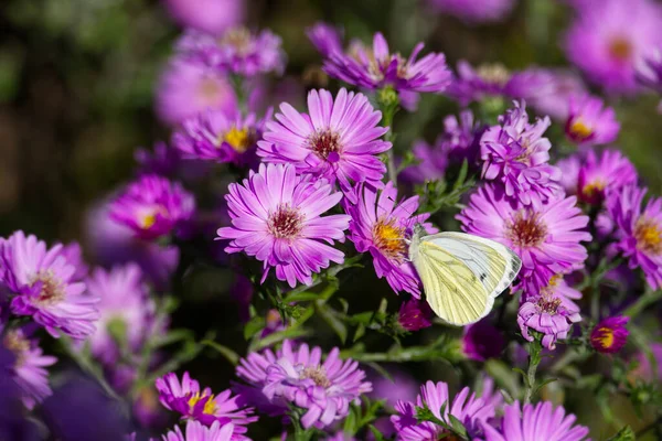 Білий Метелик Зеленою Веною Pieris Napi Сідає Рожеву Квітку Цюриху — стокове фото