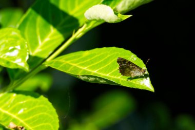 Benekli Kelebek (Pararge aegeria) İsviçre 'nin Zürih kentinde yeşil yaprağa tünemiştir.