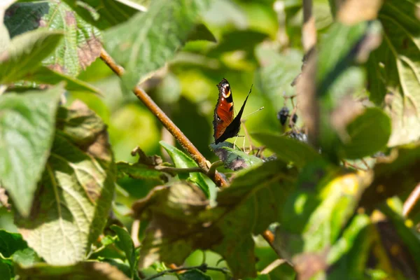 Papillon Paon Européen Aglais Assis Sur Feuille Zurich Suisse — Photo