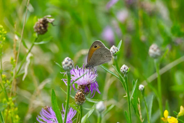 Meadow Brown Maniola Jurtina Motyl Siedzący Purpurowym Kwiecie Zurychu Szwajcaria — Zdjęcie stockowe