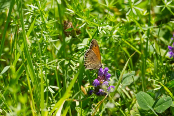 Papillon Marron Des Prés Maniola Jurtina Perché Sur Une Fleur — Photo