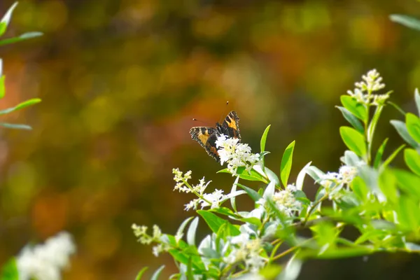 Borboleta Pequena Tartaruga Aglais Urticae Uma Flor Branca Zurique Suíça — Fotografia de Stock