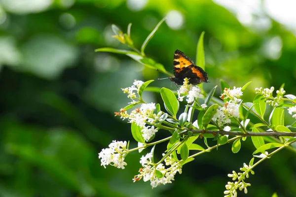 Petit Papillon Tortue Aglais Urticae Assis Sur Une Fleur Blanche — Photo