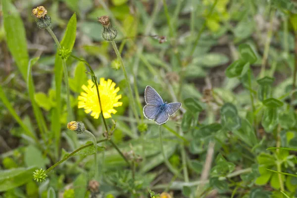 Ezüstözött Kék Plebejus Argus Pillangó Zürichi Füves Réten Svájcban — Stock Fotó