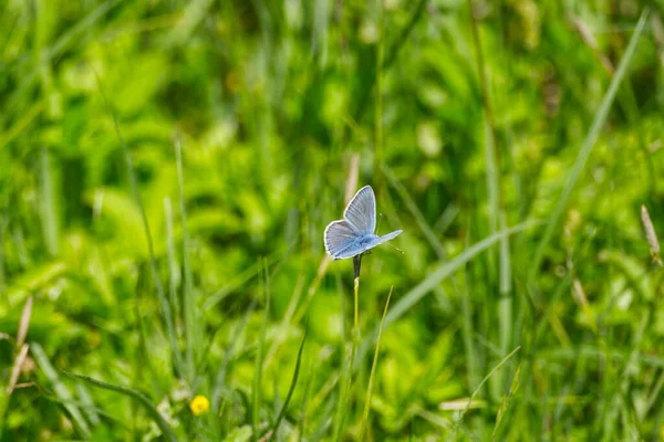 Mariposa Azul Tachonada Plata Plebejus Argus Posada Sobre Diente León — Foto de Stock