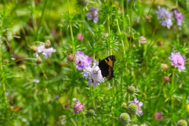 Küçük kaplumbağa kabuğu kelebeği (Aglais urticae) İsviçre 'nin Zürih şehrinde mor bir çiçeğin üzerinde kapalı kanatları ile oturmaktadır.