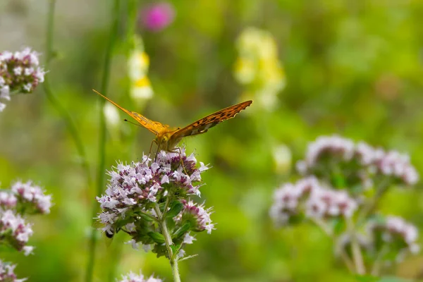 Papillon Fritillaire Argenté Argynnis Paphia Aux Ailes Ouvertes Assis Sur — Photo