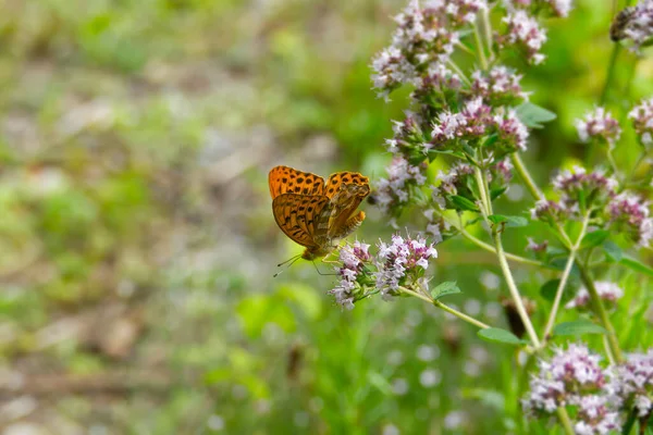 Papillon Fritillaire Argenté Argynnis Paphia Aux Ailes Ouvertes Assis Sur — Photo