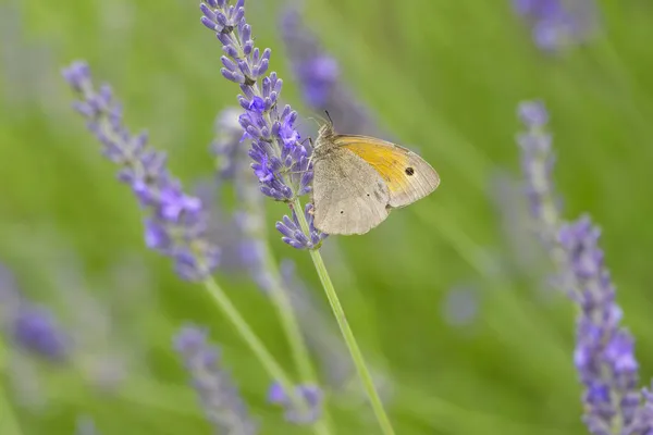 Motyl Łąkowy Brązowy Maniola Jurtina Siedzący Lawendzie Zurychu Szwajcaria — Zdjęcie stockowe