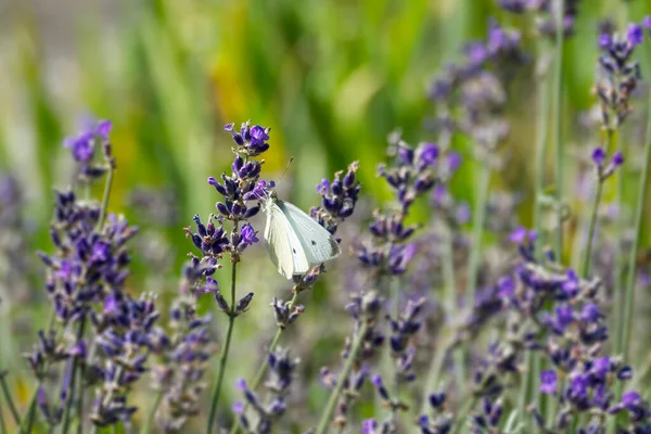 Pequena Borboleta Branca Pieris Rapae Empoleirada Lavanda Zurique Suíça — Fotografia de Stock