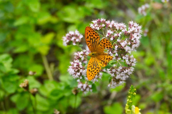 스위스 취리히에서 날개를 펼치고 은색으로 Argynnis Paphia — 스톡 사진