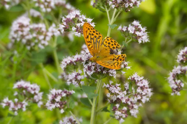 Сріблясто Переносний Метелик Argynnis Paphia Розкритими Крилами Сидять Білій Квітці — стокове фото