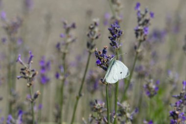 Küçük beyaz kelebek (Pieris rapae) İsviçre, Zürih 'te lavanta üzerine tünemiştir.