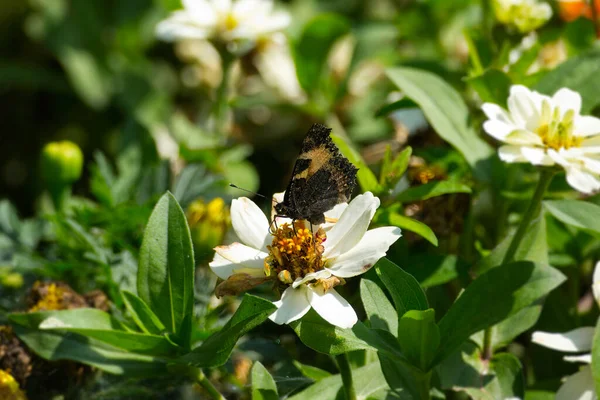 スイスのチューリッヒにある白い花に座っている小さな亀甲蝶 Aglais Urticae — ストック写真