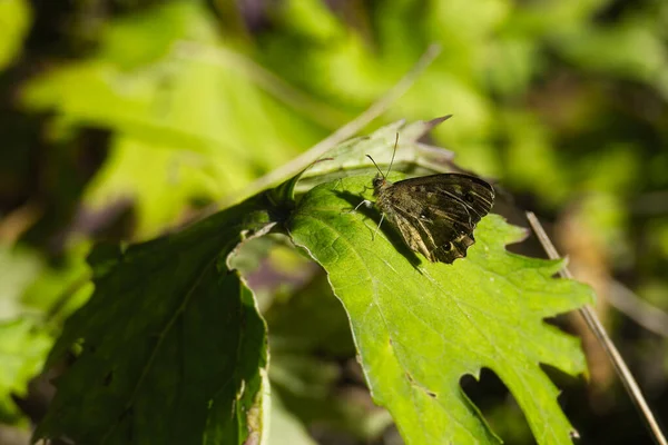 Papillon Bois Moucheté Pararge Aegeria Perché Sur Une Feuille Verte — Photo