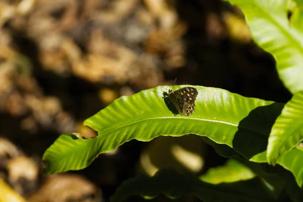 Speckled Wood Butterfly Pararge Aegeria Σκαρφαλωμένο Πράσινα Φύλλα Στη Ζυρίχη — Φωτογραφία Αρχείου