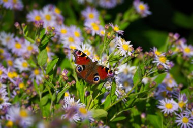 Avrupa tavus kuşu kelebeği (Aglais io) İsviçre 'nin Zürih kentinde İspanyol Daisy üzerinde oturuyor