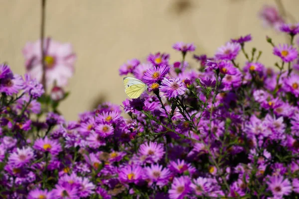 Grüngeäderter Weißer Schmetterling Pieris Napi Auf Einem Rosa Spanischen Gänseblümchen — Stockfoto